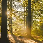 Luxe Vosje Op De Veluwe Semesterbostad *