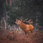 Semesterbostad Luxe Vosje Op De Veluwe *