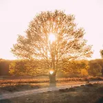 Luxe Vosje Op De Veluwe