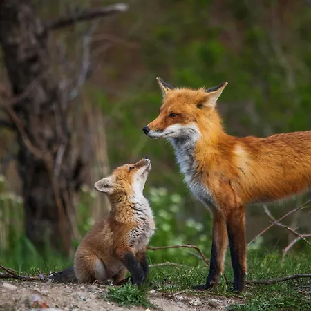 Luxe Vosje Op De Veluwe Nunspeet