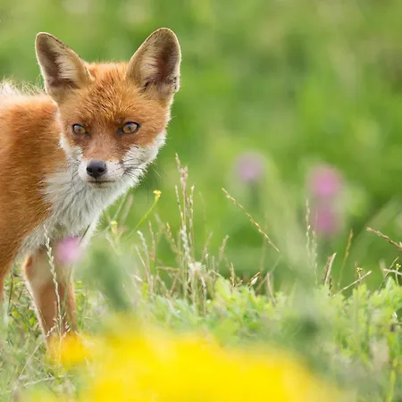Nyaraló Luxe Vosje Op De Veluwe