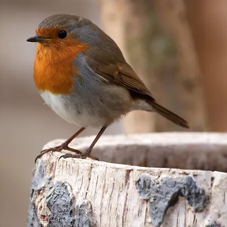 Luxe Vosje Op De Veluwe