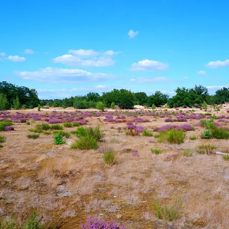 Luxe Vosje Op De Veluwe * Nunspeet