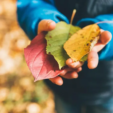 Luxe Vosje Op De Veluwe * Nunspeet