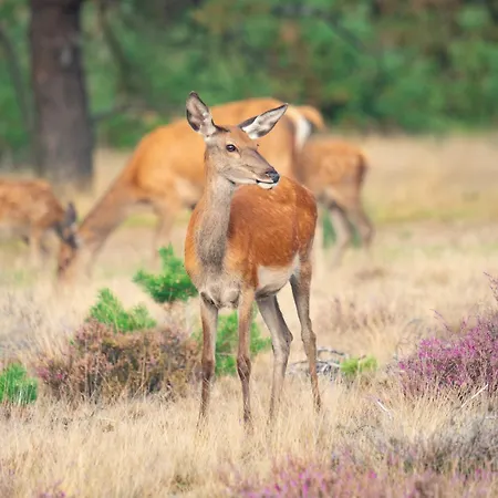 Luxe Vosje Op De Veluwe Nyaraló *