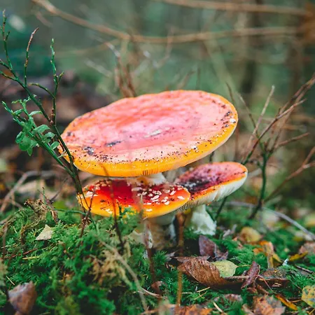 Nyaraló Luxe Vosje Op De Veluwe Nunspeet