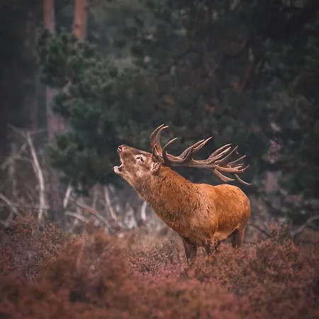 Nyaraló Luxe Vosje Op De Veluwe *