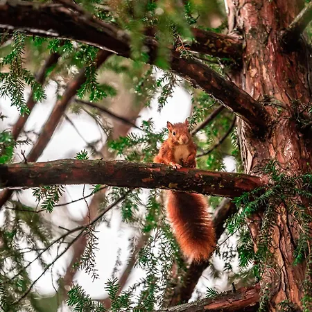Luxe Vosje Op De Veluwe Nyaraló