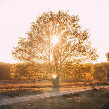 Luxe Vosje Op De Veluwe