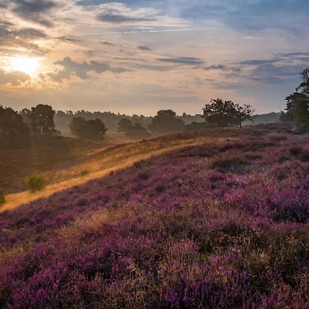 Luxe Vosje Op De Veluwe *