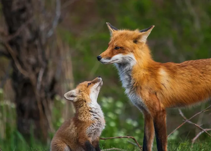 Luxe Vosje Op De Veluwe Nunspeet