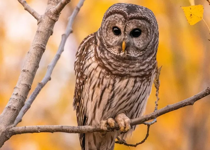 Luxe Vosje Op De Veluwe 別荘 *