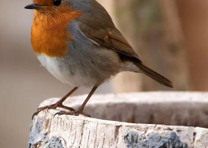 Luxe Vosje Op De Veluwe