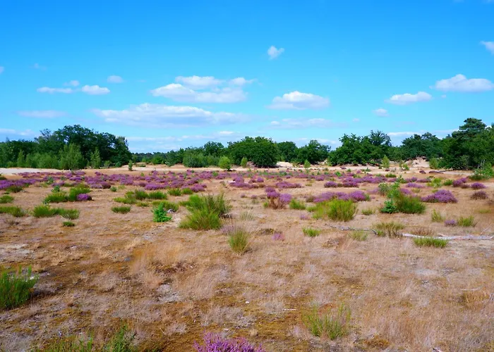 Luxe Vosje Op De Veluwe * ヌンスペート
