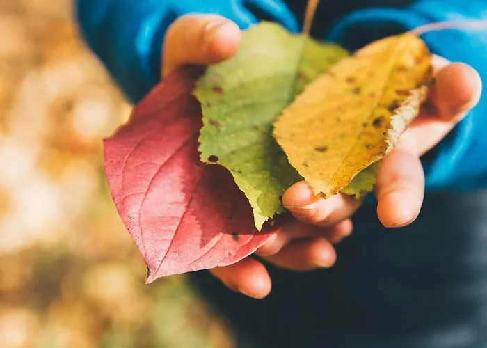 Luxe Vosje Op De Veluwe * ヌンスペート