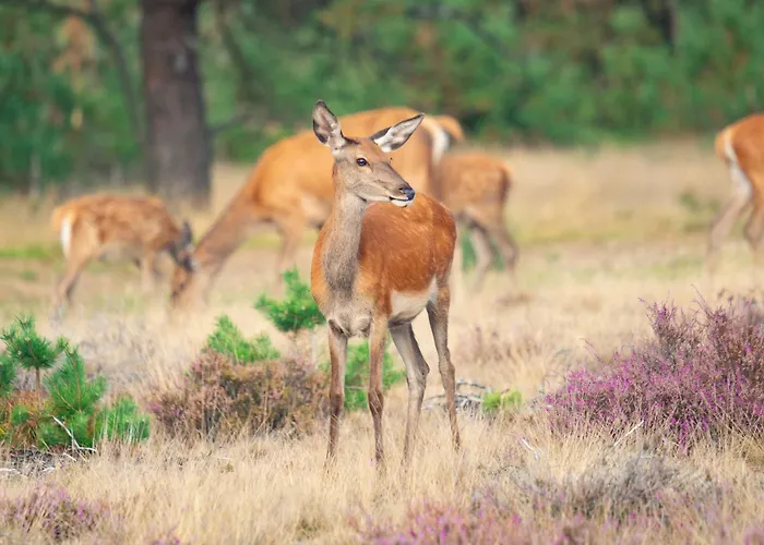 Luxe Vosje Op De Veluwe 別荘 *