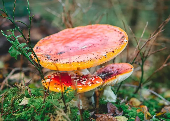 別荘 Luxe Vosje Op De Veluwe ヌンスペート