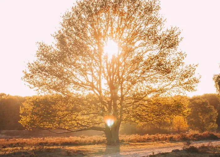 Luxe Vosje Op De Veluwe