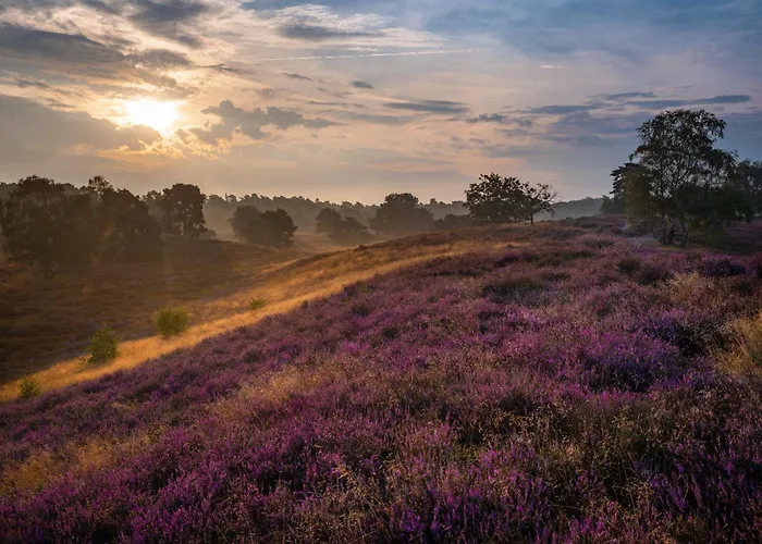 Luxe Vosje Op De Veluwe *