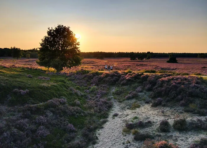 Luxe Vosje Op De Veluwe