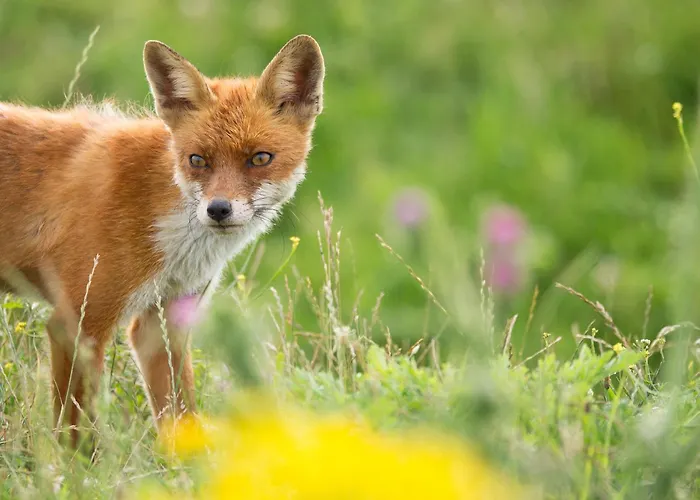 Semesterbostad Luxe Vosje Op De Veluwe