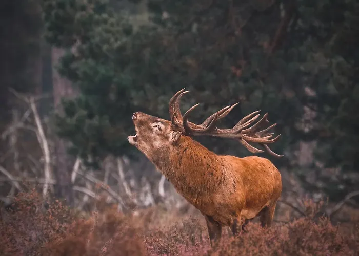 Semesterbostad Luxe Vosje Op De Veluwe *