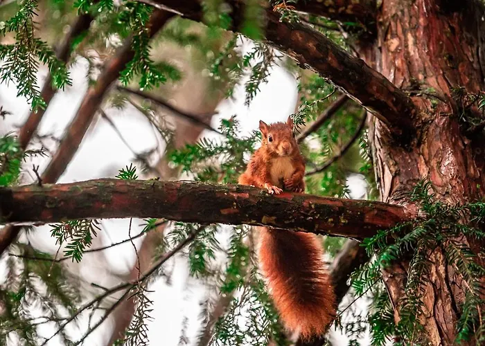 Luxe Vosje Op De Veluwe Semesterbostad